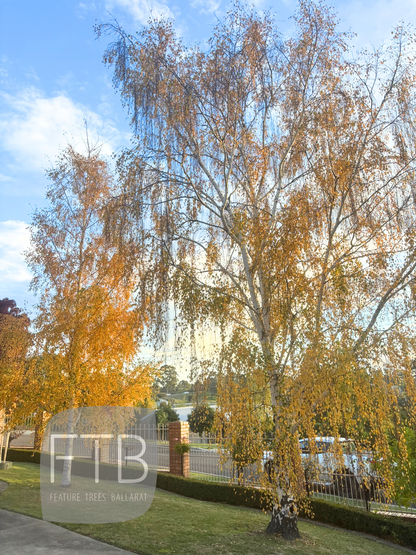 Betula Pendula Dalecarlica – Cut Leaf Birch