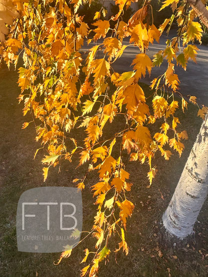 Betula Pendula Dalecarlica – Cut Leaf Birch