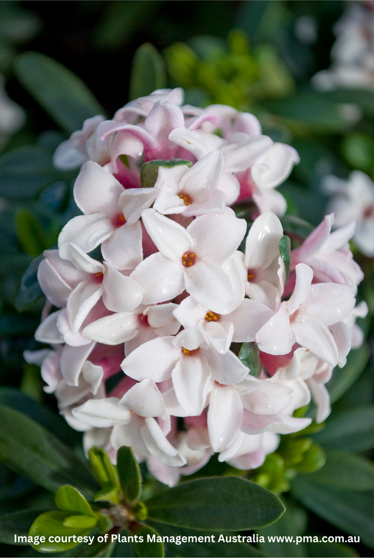 Daphne × Transatlantica 'Eternal Fragrance White'