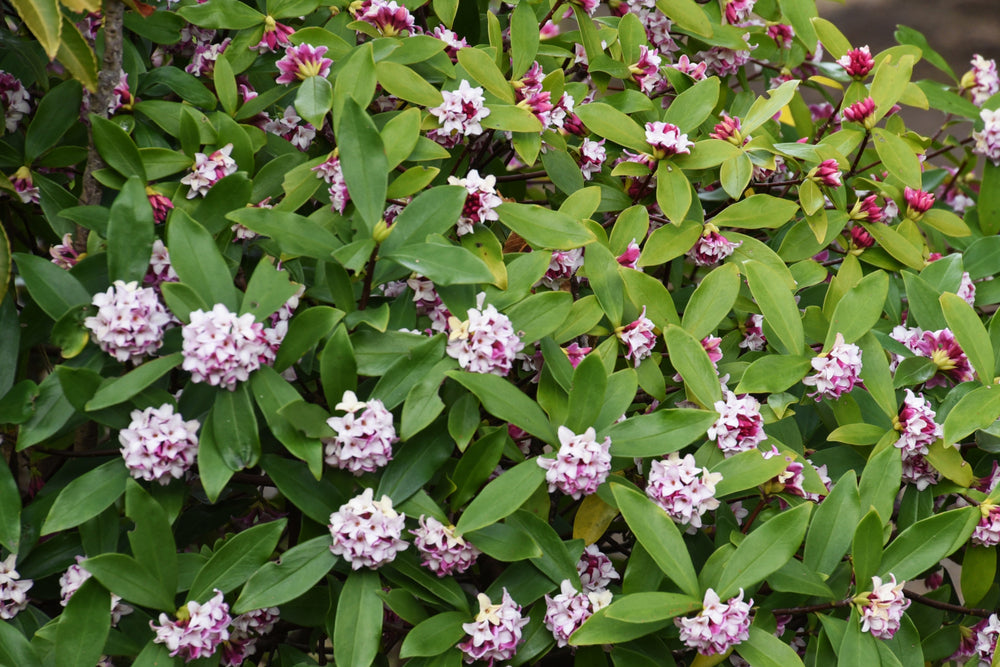 Daphne Odora - Fragrant Daphne