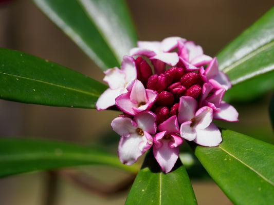 Daphne Odora - Fragrant Daphne