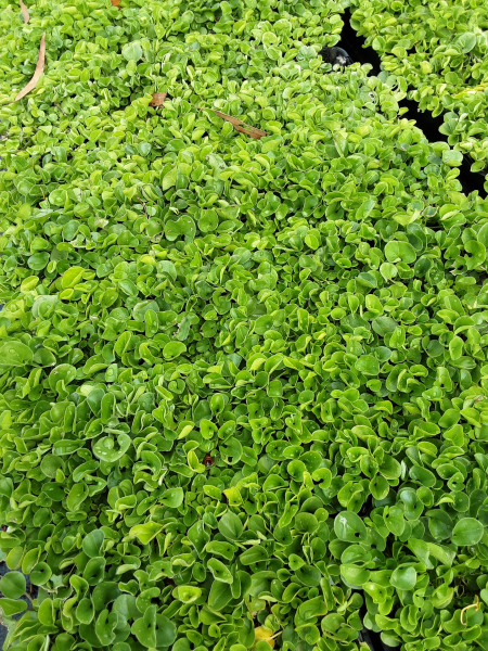 Dichondra Repens