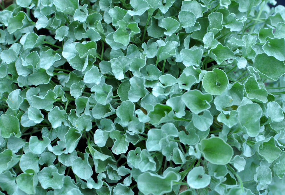 Dichondra Argentea 'Silver Falls'