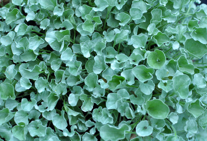 Dichondra Argentea 'Silver Falls'