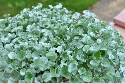 Dichondra Argentea 'Silver Falls'