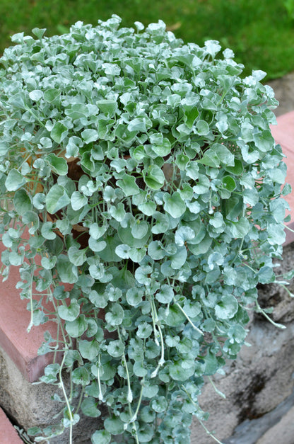 Dichondra Argentea 'Silver Falls'