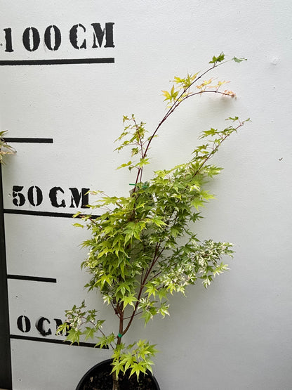 Acer Palmatum Orido Nishiki - Japanese Maple Orido Nishiki