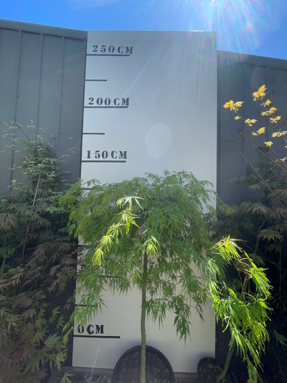 Acer Palmatum Sekimori - Weeping Japanese Maple Sekimori