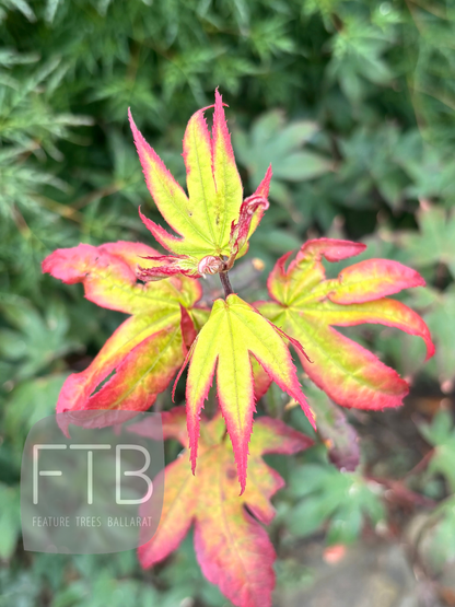 Colorful leaves with a blurred green background
