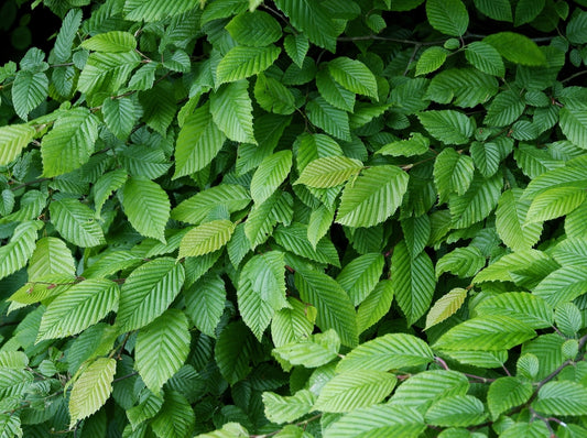Ulmus Procera – English Elm