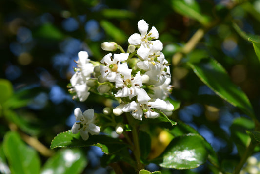 Escallonia 'Iveyi' – White Escallonia