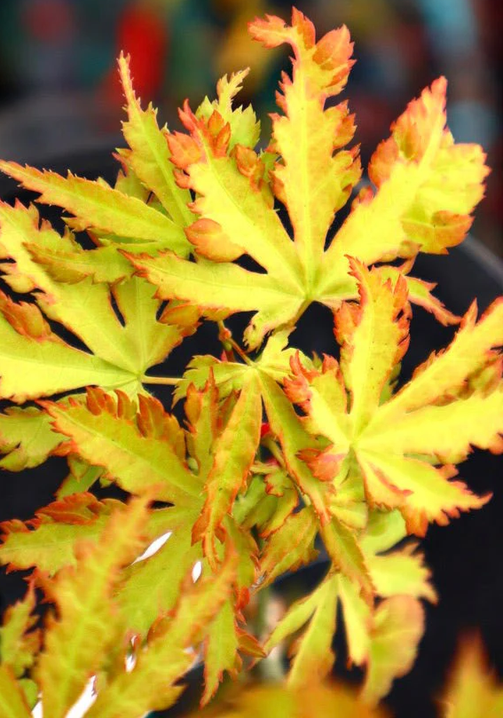 Close-up of vibrant green and orange leaves with a blurred background