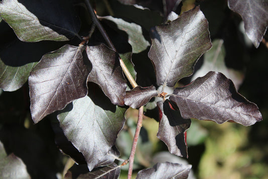 Fagus Sylvatica ‘Purpurea’ – Copper Beech