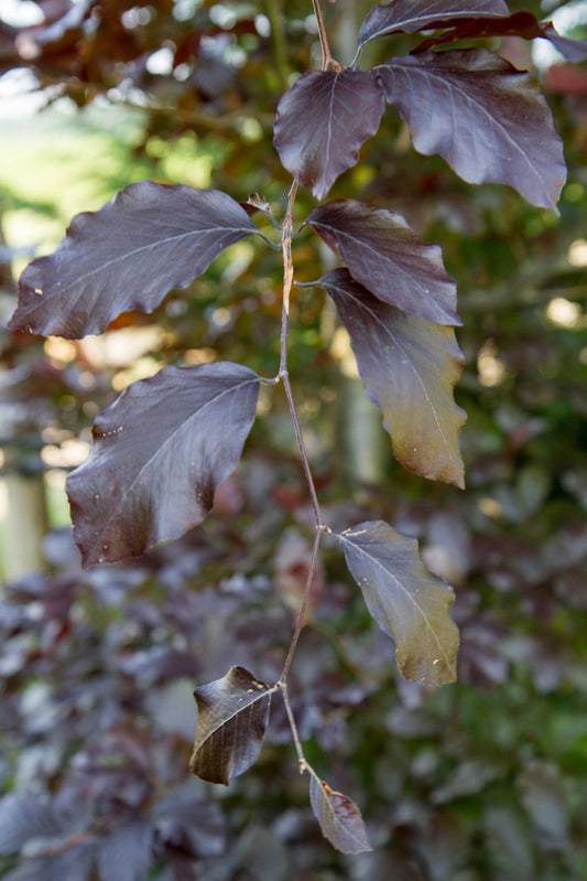 Fagus sylvatica ‘Purpurea Pendula’ – Weeping Copper Beech