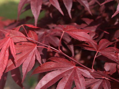 Acer Palmatum Fireglow - Japanese Maple Fireglow