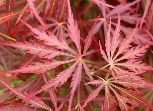 Close-up of red maple leaves with a blurred background