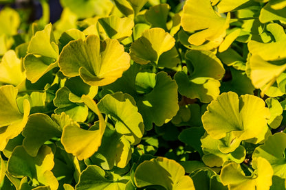 Ginkgo Biloba 'Mariken' - Dwarf Maidenhair Tree