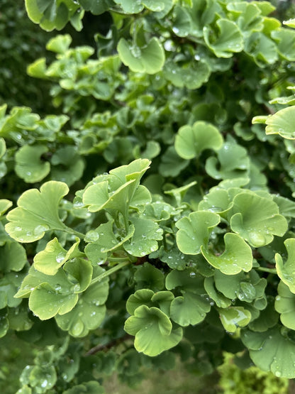 Ginkgo Biloba 'Mariken' - Dwarf Maidenhair Tree