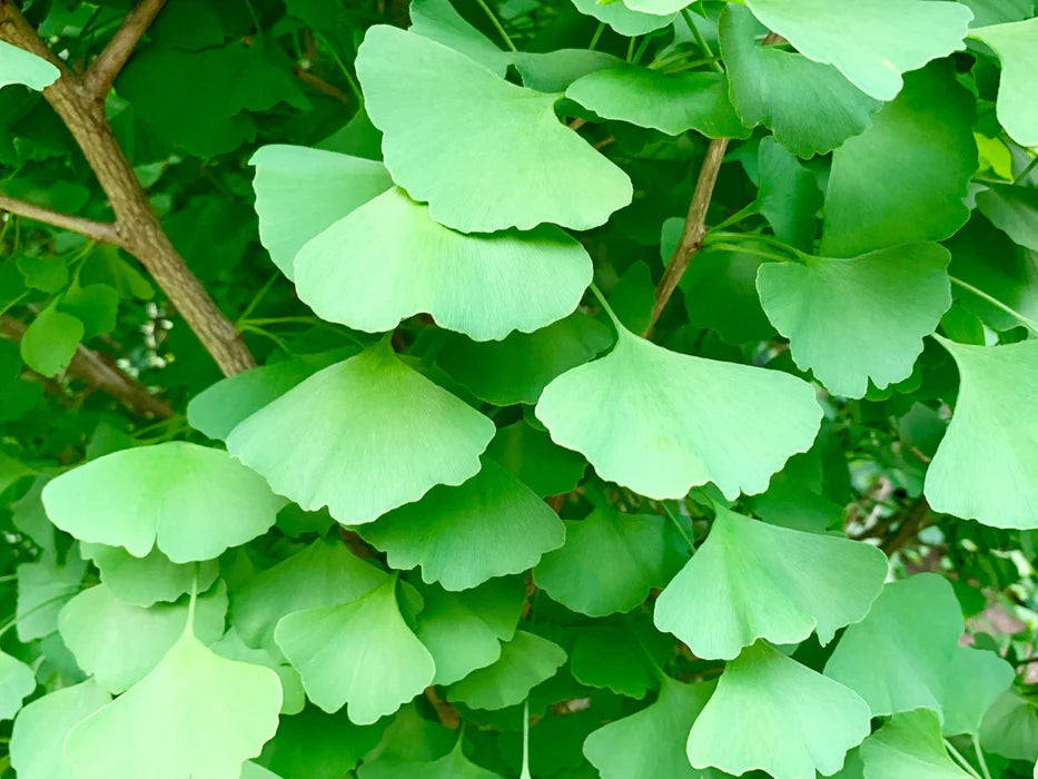 Ginkgo Biloba Tschi-Tschi- Chi Chi Maidenhair Tree