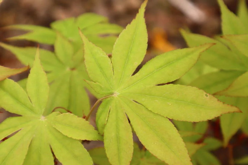 Close-up of green leaves with a blurred background