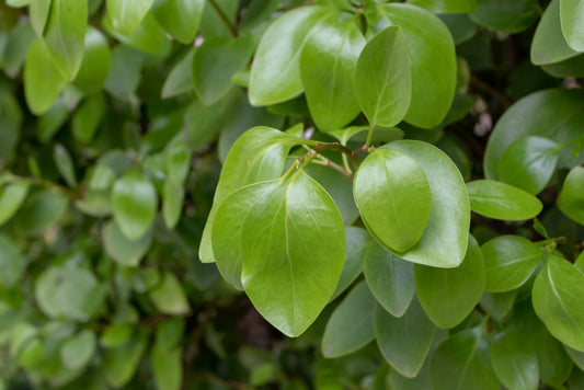 Griselinia Littoralis - Broadway Mint