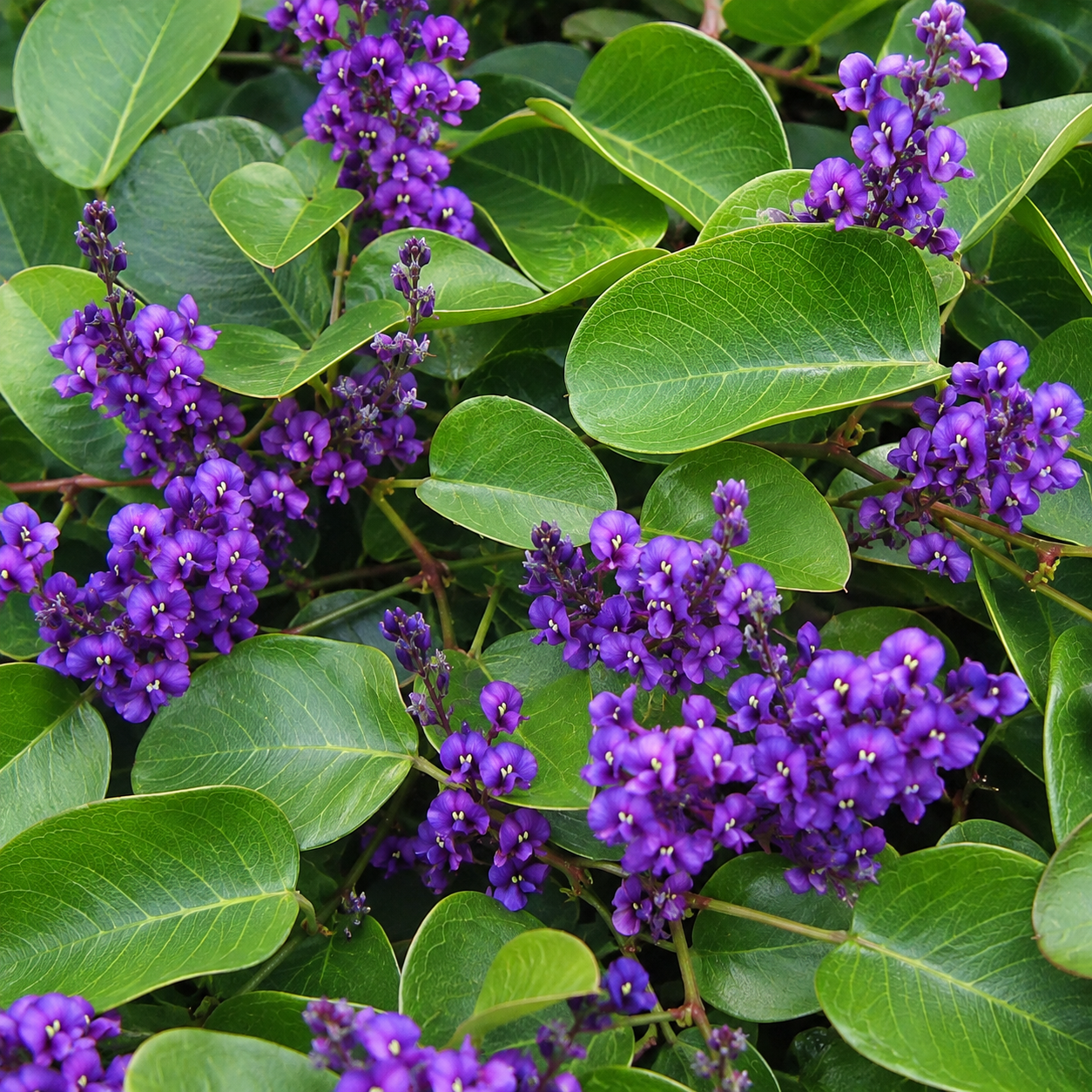 Hardenbergia 'Sweet Heart' - Happy Wonderer 'Sweet Heart'