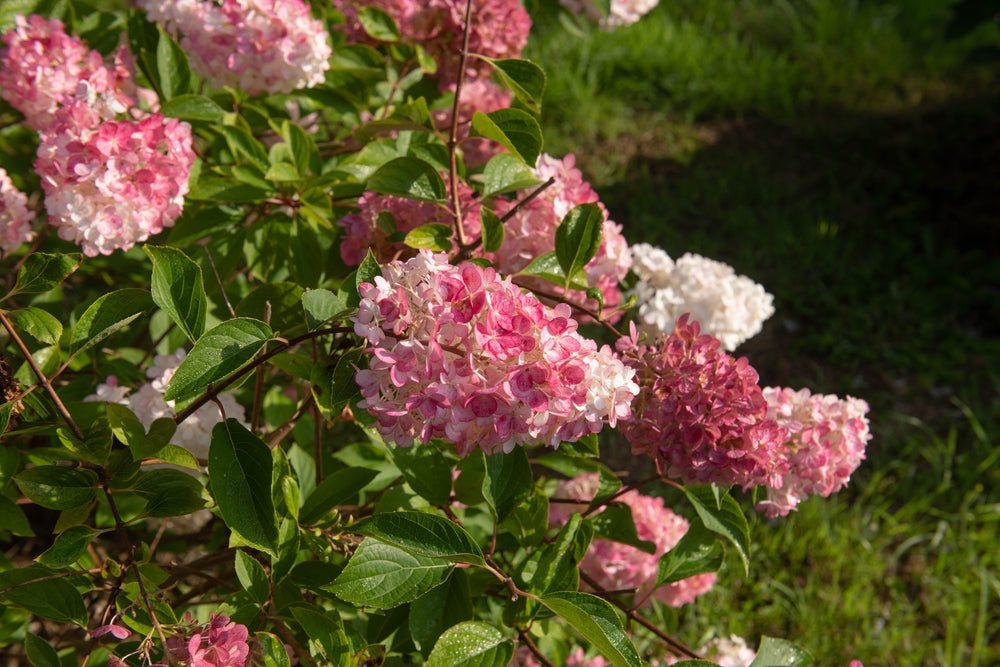 Hydrangea Paniculata 'Candlelight' – Candlelight Hydrangea