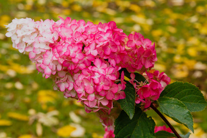 Hydrangea Paniculata 'Candlelight' – Candlelight Hydrangea