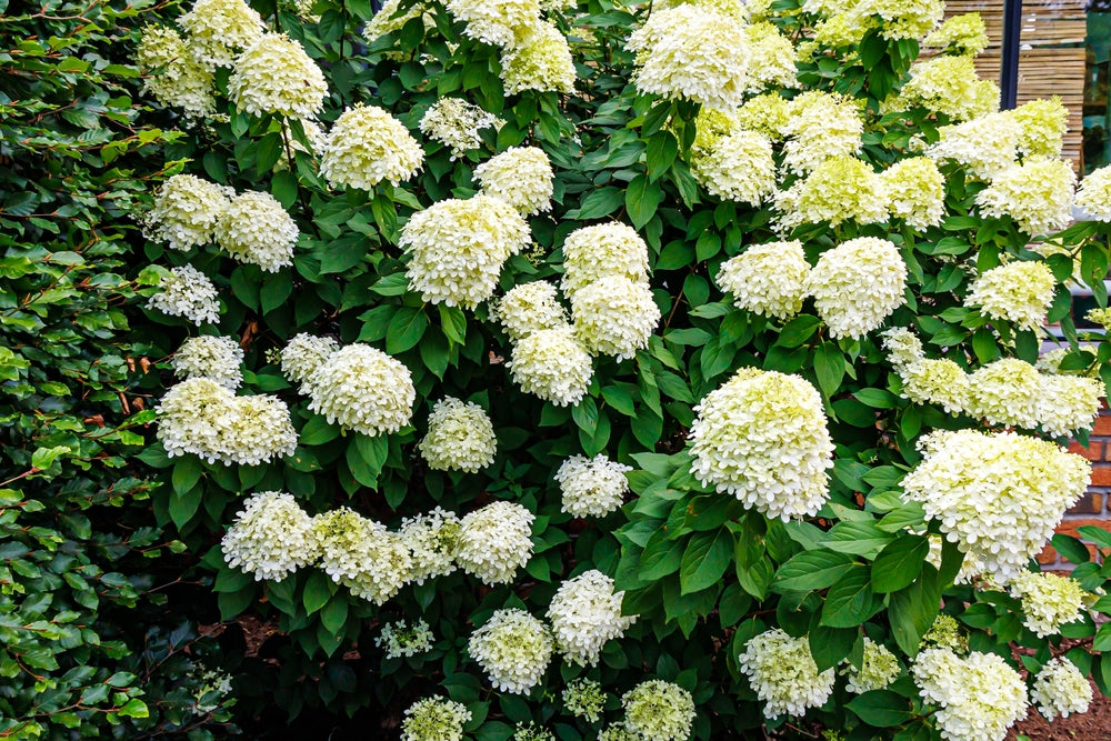 Hydrangea Paniculata 'Candlelight' – Candlelight Hydrangea