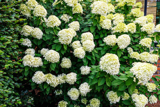 Hydrangea Paniculata 'Candlelight' – Candlelight Hydrangea
