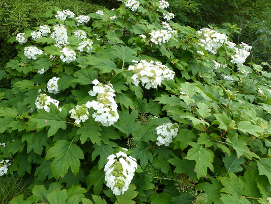 Hydrangea Quercifolia – Oakleaf Hydrangea