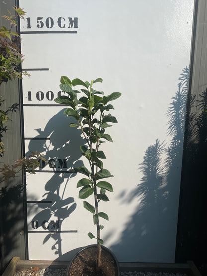 Magnolia × Soulangeana - Black Tulip Magnolia