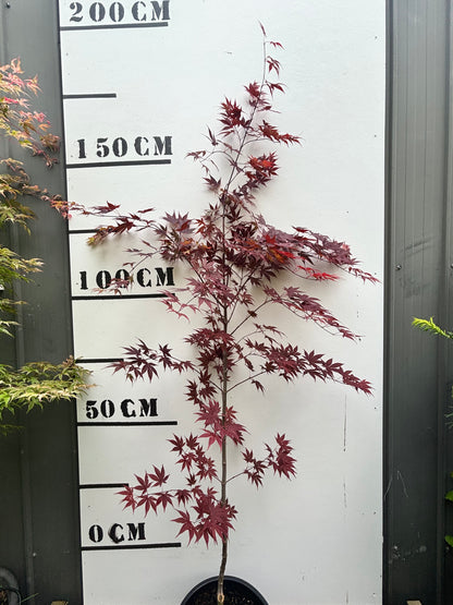 Acer Palmatum Atropurpureum - Japanese Maple Purple Upright