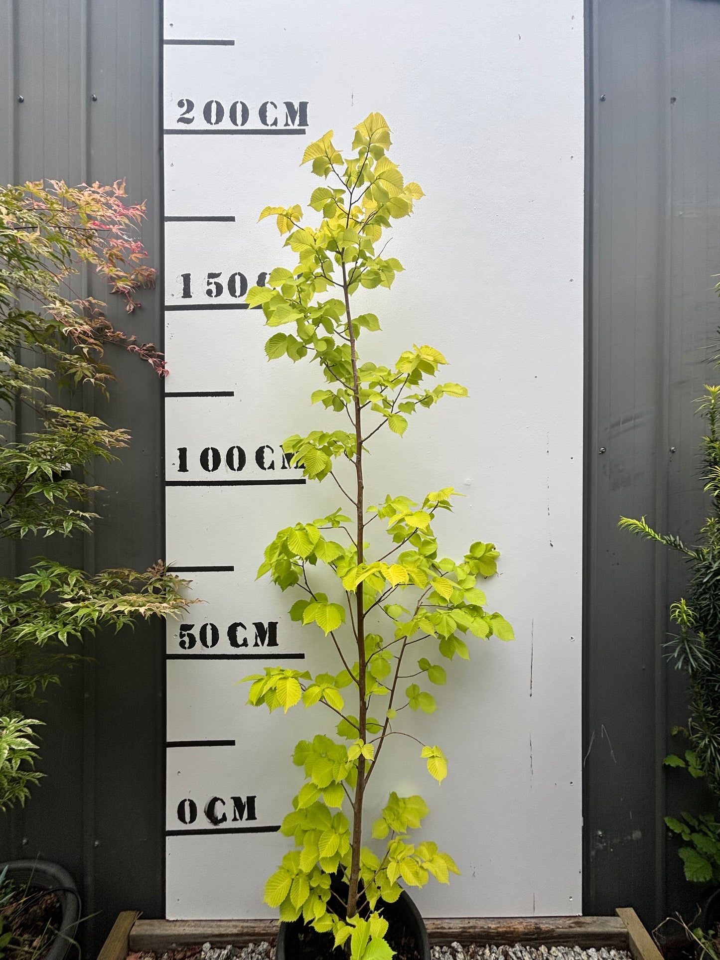 Ulmus glabra 'Lutescens' – Golden Elm