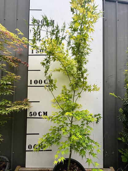 Acer Palmatum Shidava Gold - Dwarf Green Stemmed Japanese Maple