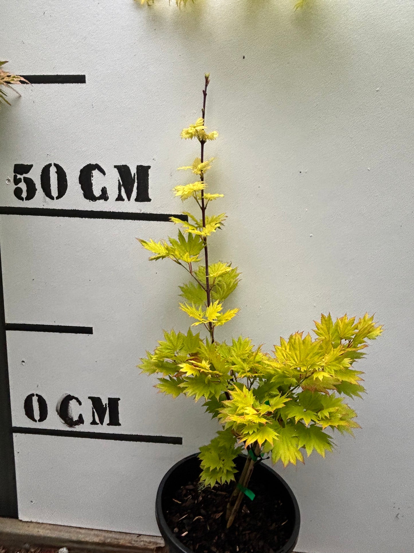 Acer Shirasawanum Aureum - Golden Full Moon Maple