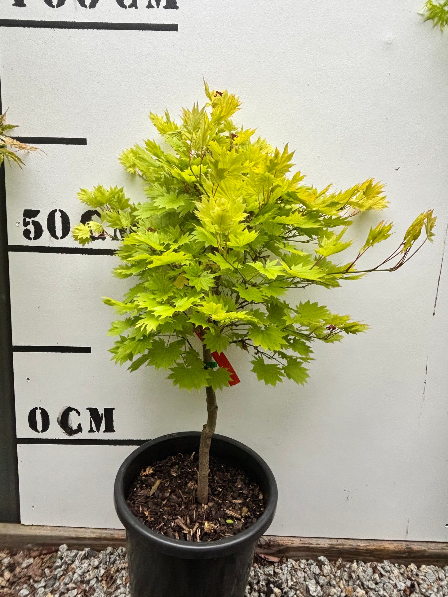 Acer Shirasawanum Aureum - Golden Full Moon Maple