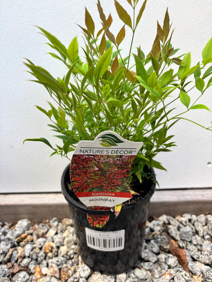 Nandina Moon Bay