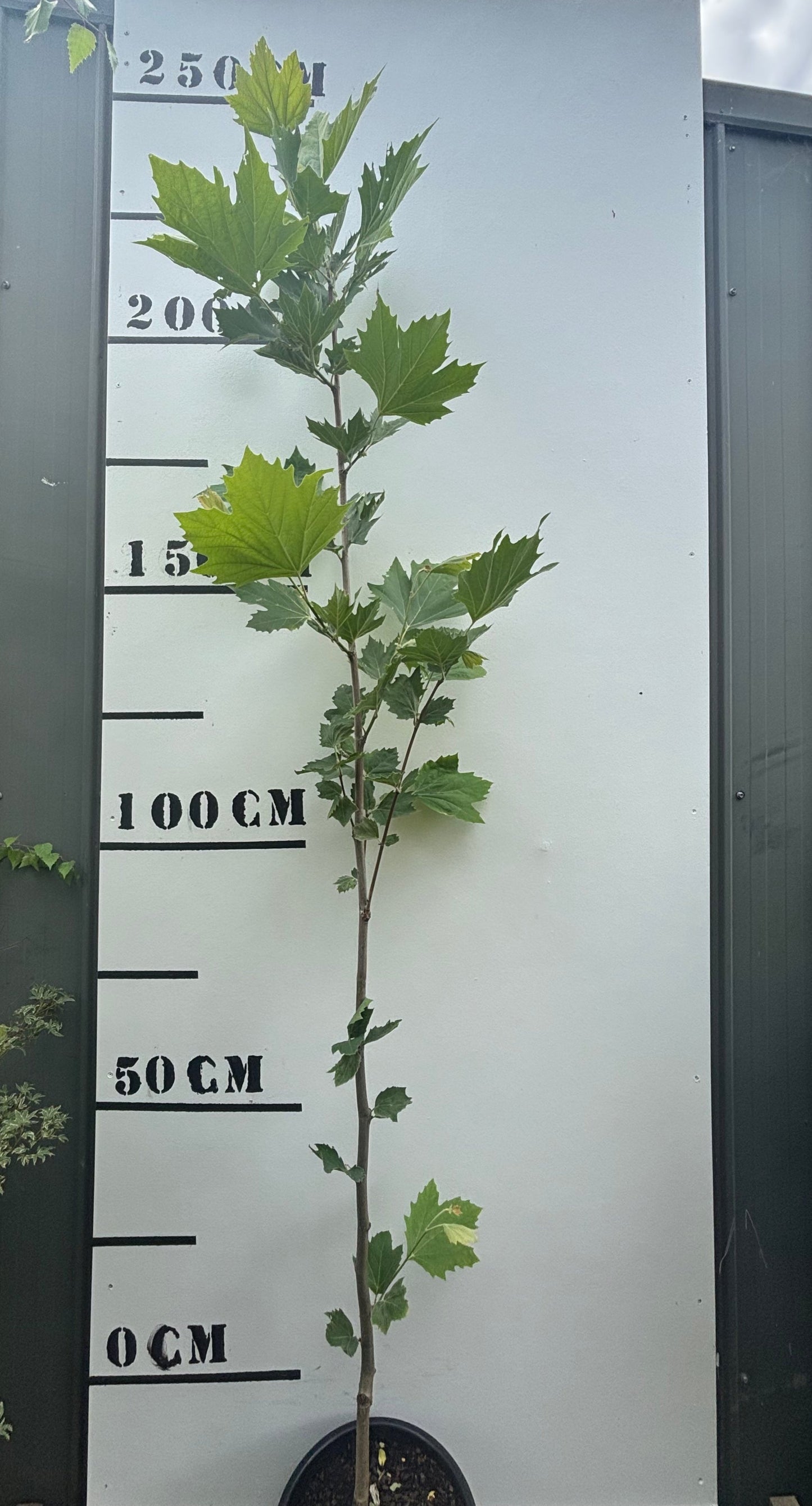 Platanus x Acerifolia - London Plane Tree