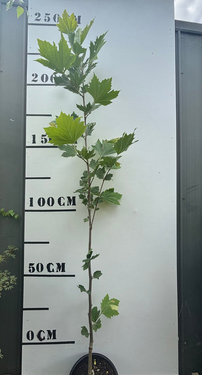 Platanus x Acerifolia - London Plane Tree
