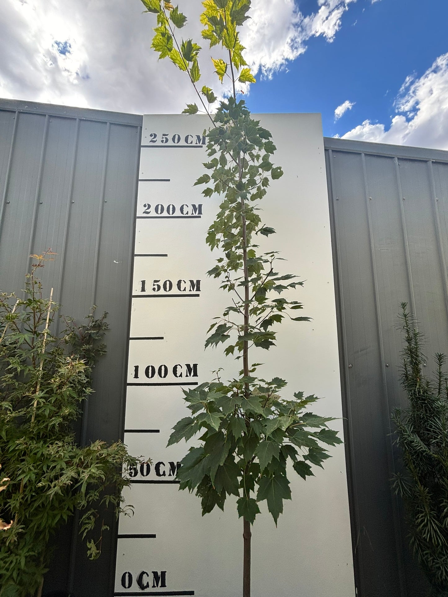 Acer Rubrum Scanlon - Scanlon Maple