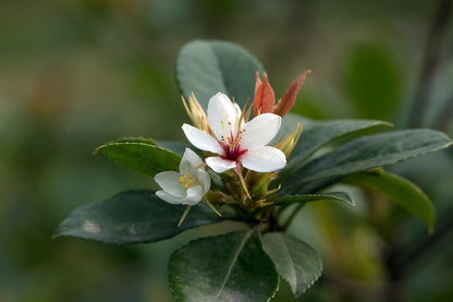 Rhaphiolepis Indica 'Snow Maiden'
