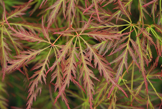 Acer Palmatum Irish Lace - Irish Lace Japanese Maple