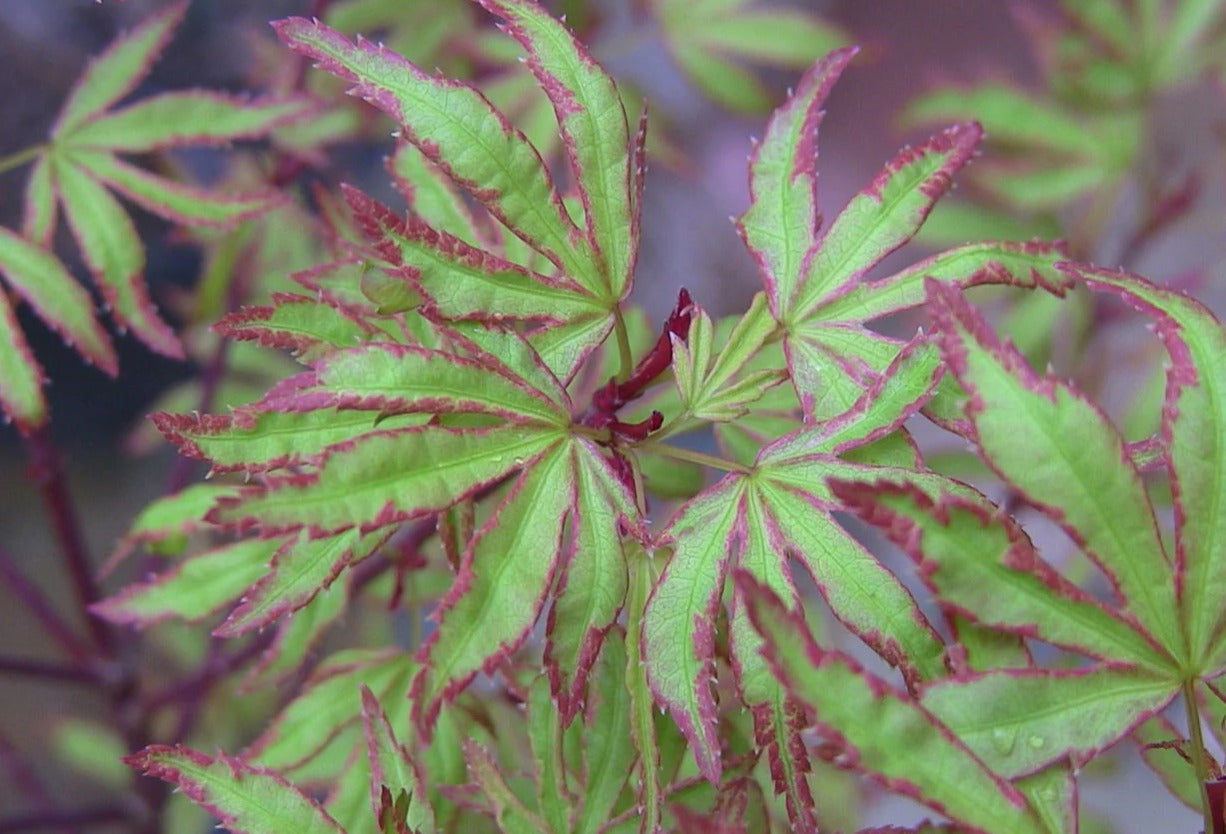 Close-up of green and red leaves with a blurred background