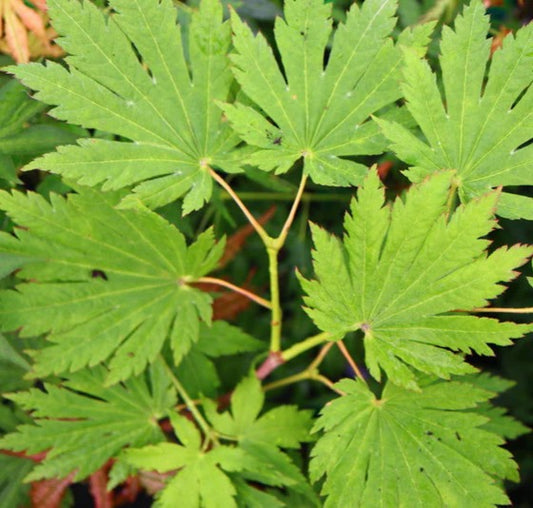 Close-up of green maple leaves with a blurred background