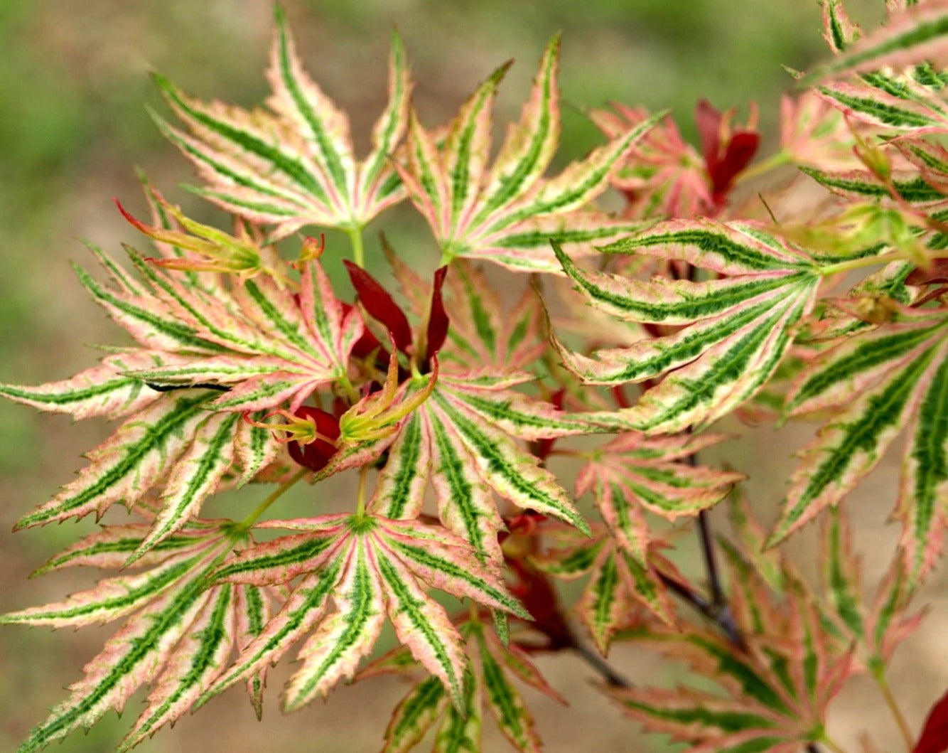 Variegated leaves with green and red patterns on a blurred natural background