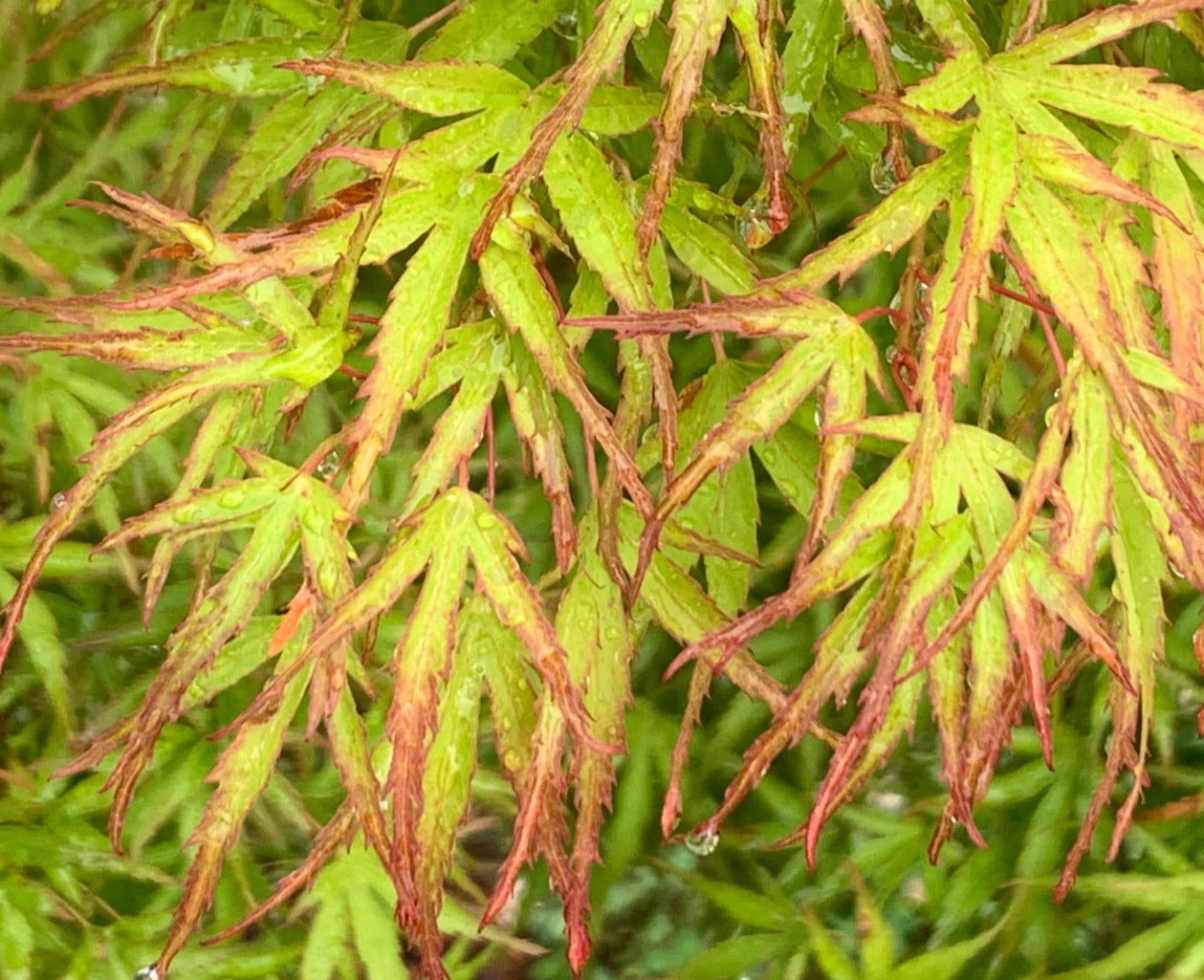 Close-up of green and brown leaves with a blurred background