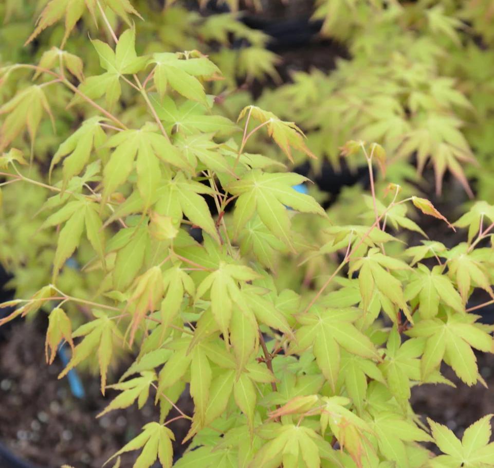 Close-up of green leaves with a blurred background