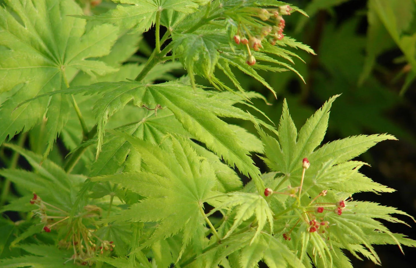 Close-up of green leaves with small red buds on a blurred green background