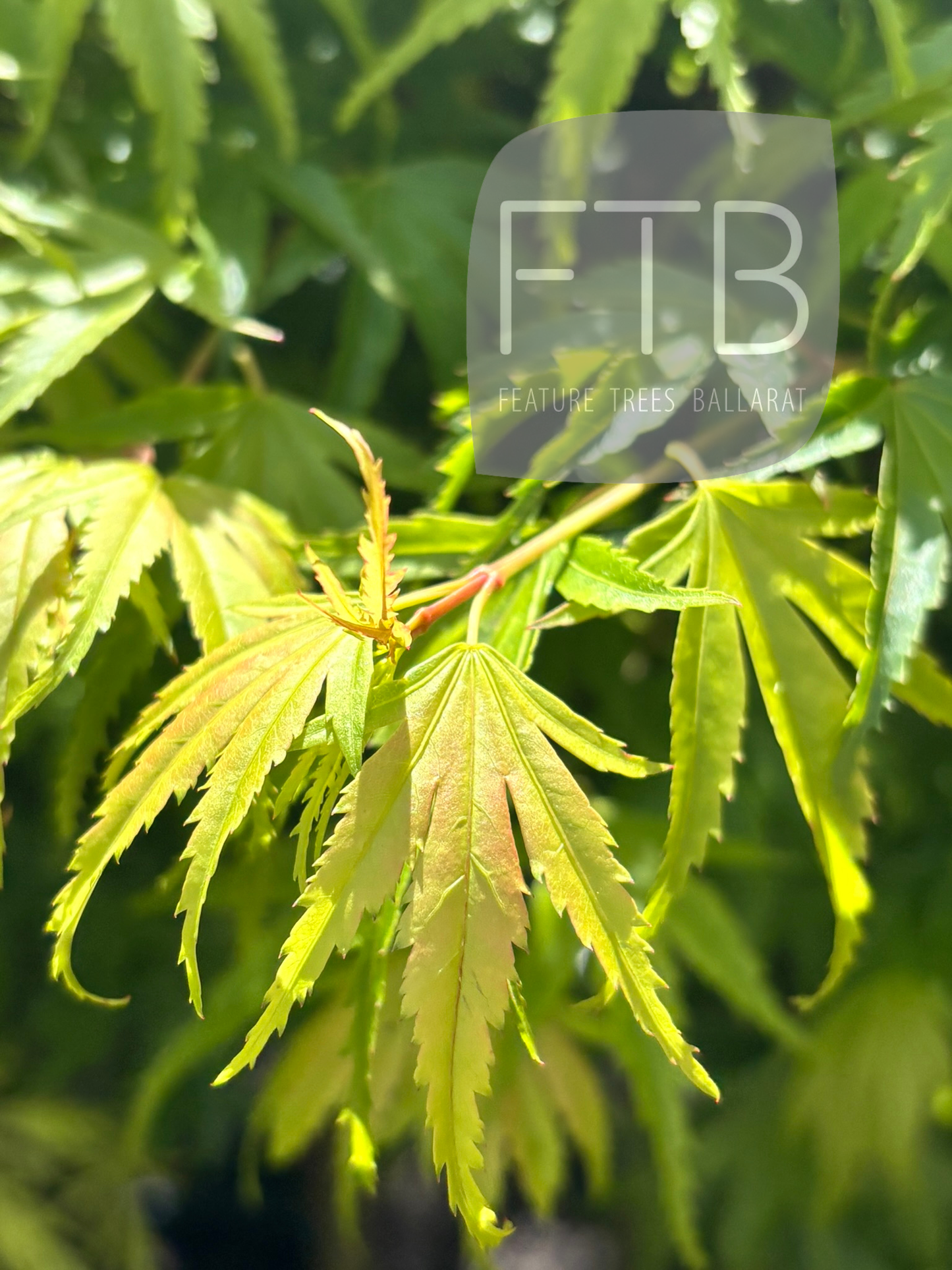 Close-up of green leaves 